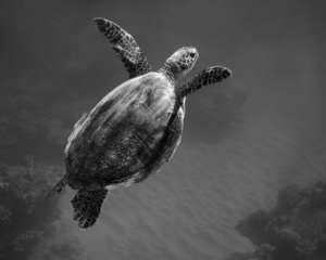 Swimming Toward the Light