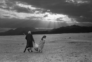 Bringing Feed To The Camels