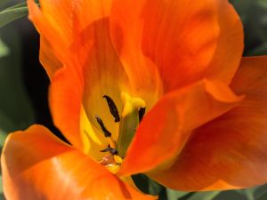 Flaming Damsel