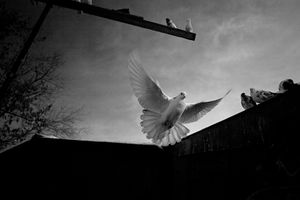 White pigeon / Russia, Samara, 2013