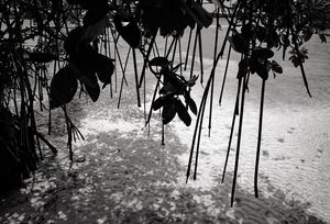 Mangrove Cove, Aruba, 5 29 21, Photo by Joe Bruha