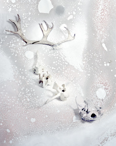 The Great White Stag Lives