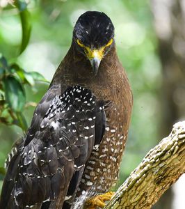 Stare Down (Wilpattu National Park,Sri Lanka)