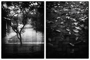 to growing and break down - A lush trees, it would make leafy and shady, but so does the leaves are falling, it is often considered to be garbage must be disposed of.© Indra Widi