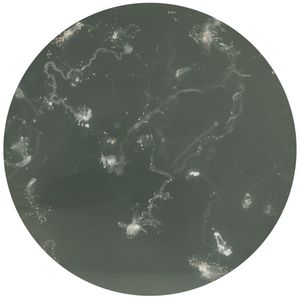Auric Object 4, 2013; unique silver gelatin print mounted to anodized aluminum; 19.63 in. diameter © DM Witman
