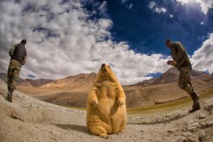 The world of Marmot