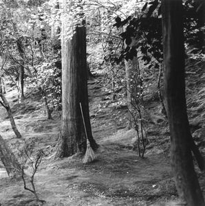Forest Broom, Ginkaku-ji