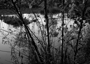 The Pond Project #137