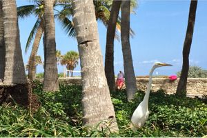 Miami Beach scene.