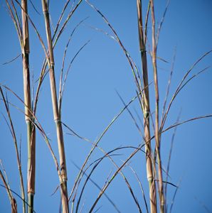 petruckevitch_ann_16