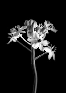 Arabicum