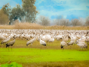 CRANES IN THE FIELD