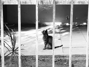 Athens Cats_2