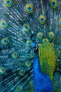 © Wendi Schneider "Peacock"