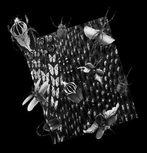 Nature Morte 2