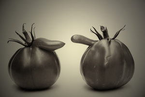 tomatoes