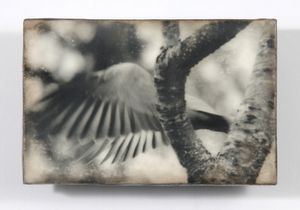 Dove, 2012