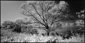 Mother Lake in White #6