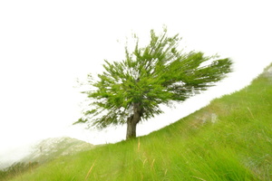 Green Bang