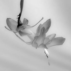 Flowers 15