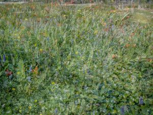 Wetlands
