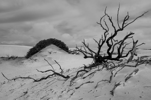Dead Forest at Lençois Maranhenses National Park