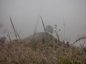 The lone tree.
