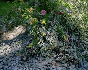 (Once) Wildflowers are cemented