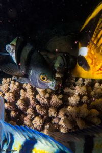 Coral spawning - A feast for fish