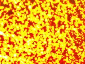 BROWNIAN MOTION 1