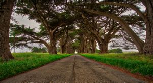 Cypress Grove