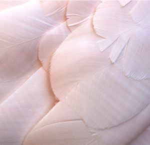 Cacatua moluccensis