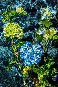 Hydrangea MacrophyllaHydrangea