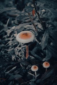 The Charm of the Small