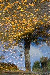 A Tree Grows in a Puddle