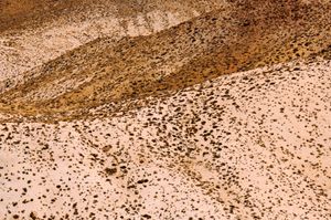 Bushes (Death Valley. USA)