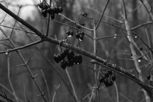 Black-Wild-Berries