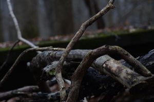 Broken Forest