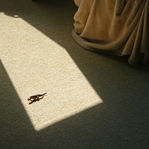 Domestic Komodo Dragon © Doris Mitsch