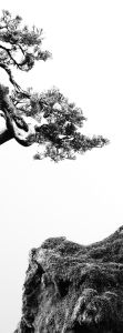 Juniper Moss