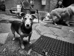 The dogs