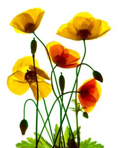 yellow Poppies 3