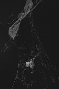 Entagled Memories