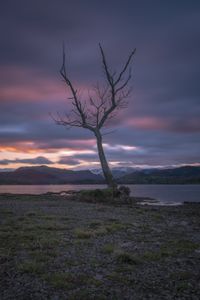 Lone tree- Gale Bay. The Lake District UK