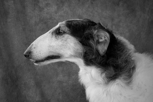 Borzoi