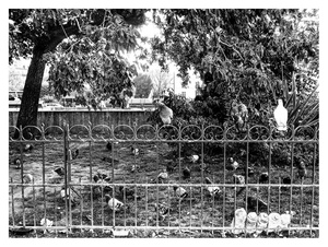 Patron des Pigeons
