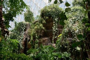 Post-Hurricane Rain Forest, Biosphere 2