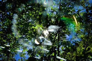 Intimate Life of the garden.