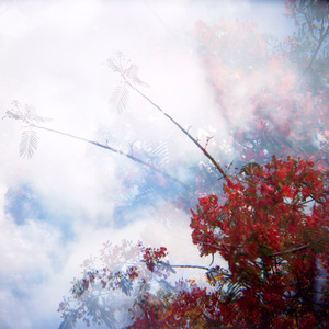 Untitled, from the "when the evidence of our tears were reborn as..." series