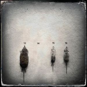 Rodents